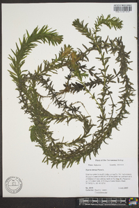 Elodea densa image