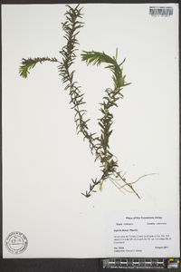 Elodea densa image