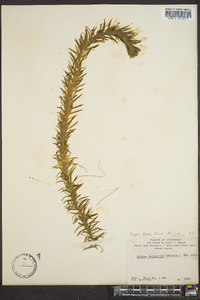 Elodea densa image