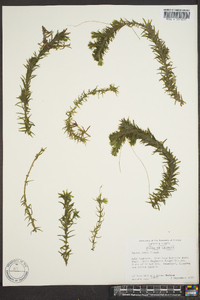 Elodea densa image