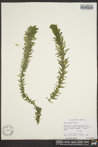 Elodea densa image