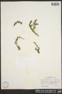 Elodea densa image