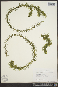 Elodea densa image