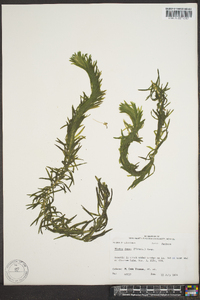 Elodea densa image