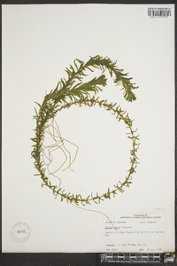 Elodea densa image