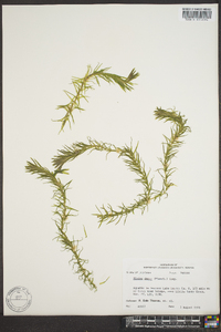 Elodea densa image