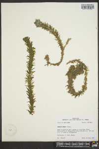 Elodea densa image