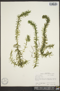 Elodea densa image