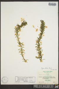 Elodea densa image