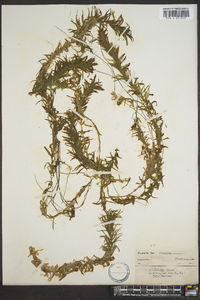 Elodea densa image