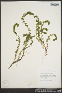 Elodea canadensis image