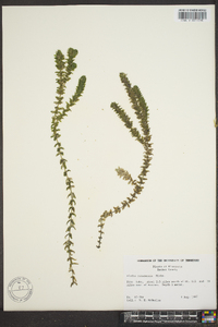 Elodea canadensis image