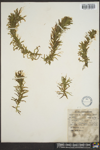 Elodea densa image