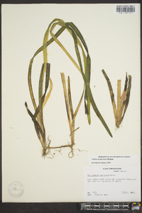 Vallisneria americana image