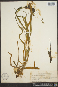 Vallisneria americana image