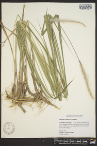 Imperata cylindrica image