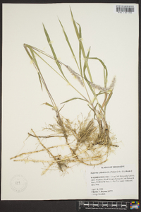 Imperata cylindrica image