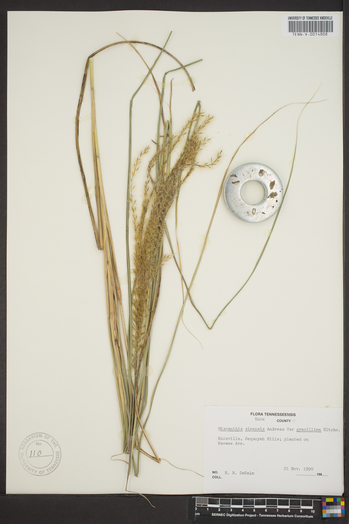 Miscanthus sinensis var. gracillimus image