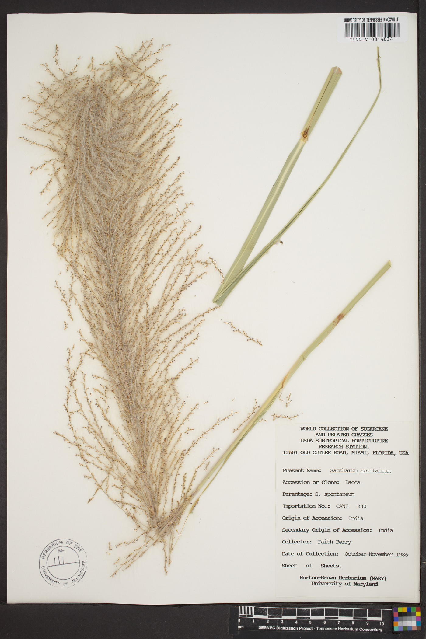 Saccharum spontaneum image