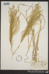 Miscanthus sinensis image