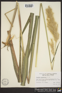 Saccharum alopecuroides image