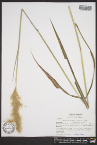 Saccharum alopecuroides image