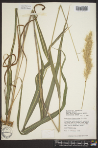 Saccharum alopecuroides image