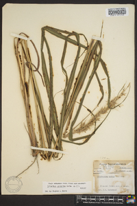 Saccharum brevibarbe image