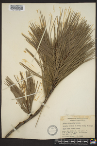 Pinus attenuata image