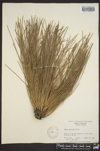 Pinus australis image