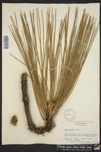 Pinus australis image