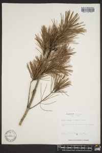 Pinus clausa image