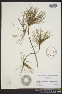 Pinus clausa image