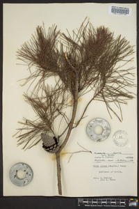 Pinus clausa image