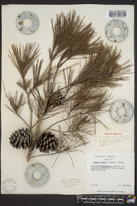 Pinus clausa image