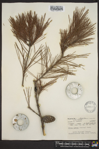 Pinus clausa image