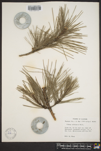 Pinus echinata image