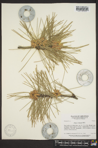 Pinus echinata image