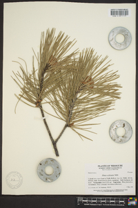 Pinus echinata image