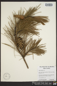 Pinus echinata image