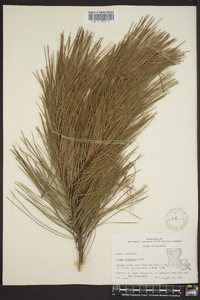 Pinus echinata image