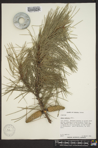 Pinus echinata image