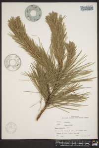 Pinus echinata image