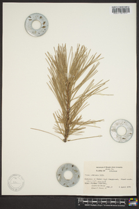 Pinus echinata image