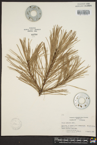 Pinus echinata image