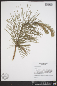 Pinus echinata image