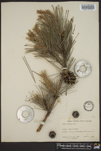 Pinus echinata image