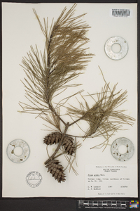 Pinus glabra image