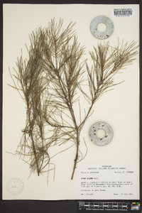 Pinus glabra image