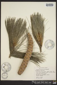 Pinus griffithii image